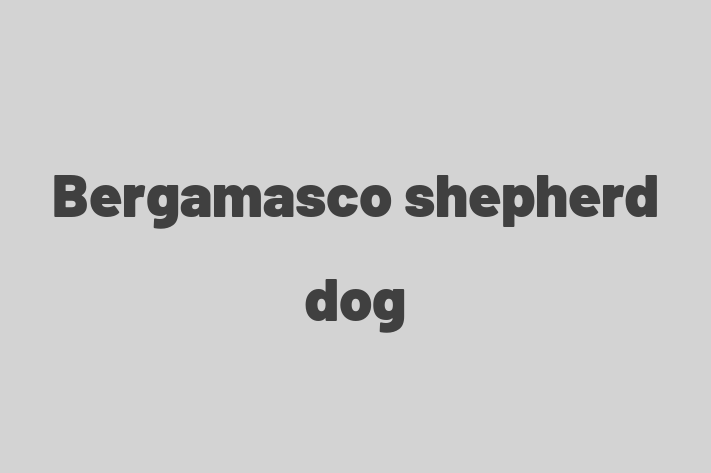 Bergamasco shepherd dog Dog for Sale in Mesa