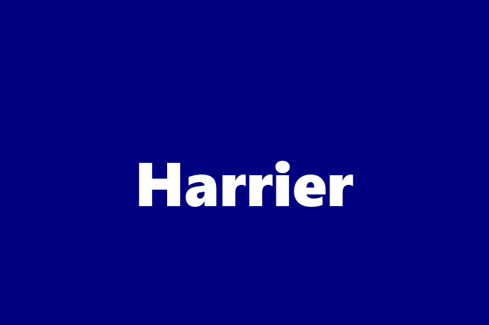 Harrier Dog for Sale in Santa Clarita