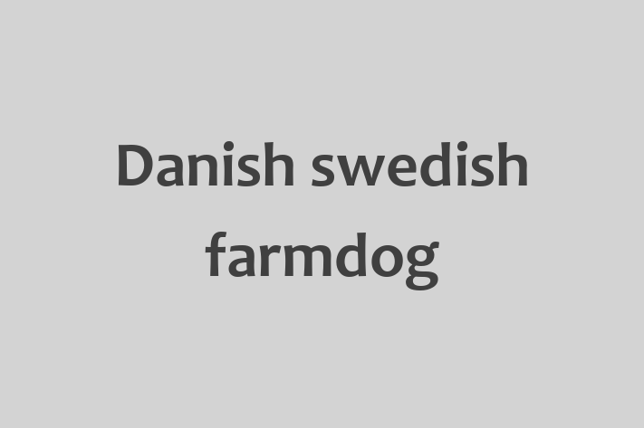 Find Your New Danish swedish farmdog Dog in Miami Gardens