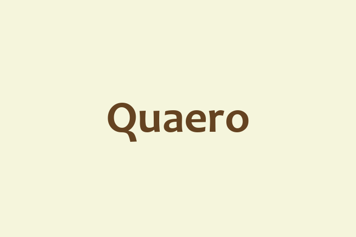 Software Engineering Company Quaero