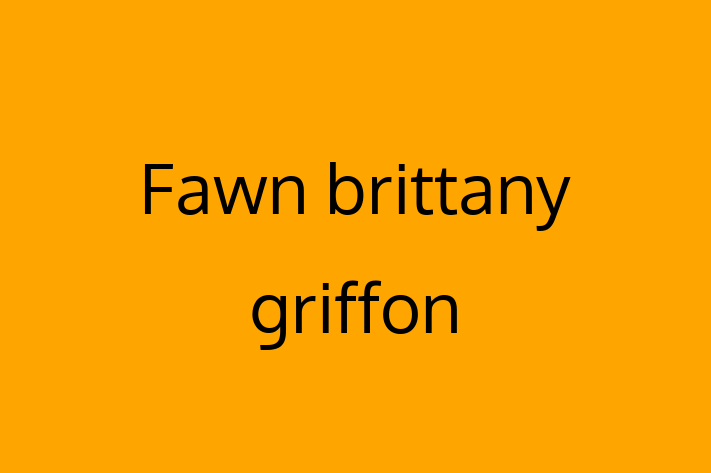 Fawn brittany griffon Dog for Adoption in North Las Vegas