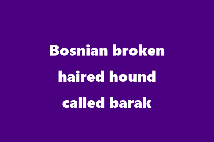 Bosnian broken haired hound called barak Dog for Sale in Birmingham