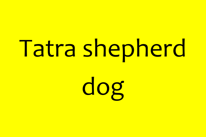 Tatra shepherd dog for Sale in Charleston