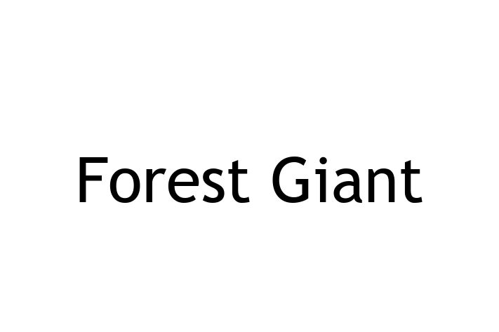 IT Company Forest Giant