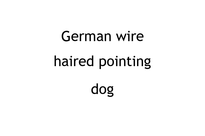 Find Your New German wire haired pointing dog Dog in Mesa