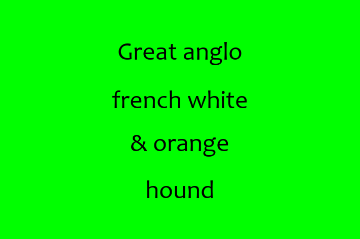 Adopt a Great anglo french white orange hound Dog in San Mateo