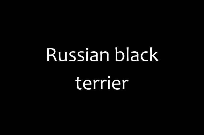 Russian black terrier for Sale in Corona