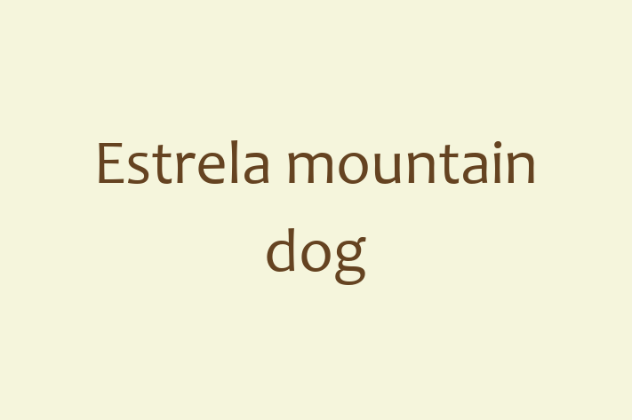 Estrela mountain dog Dog for Sale in Eugene