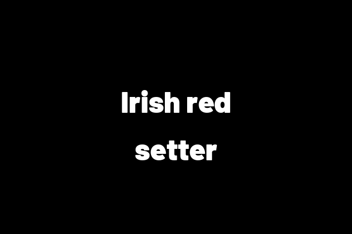 Find Your New Irish red setter Dog in Los Angeles