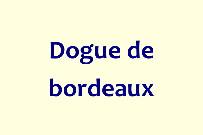 Adopt a Friendly Dogue de bordeaux Dog in Allen