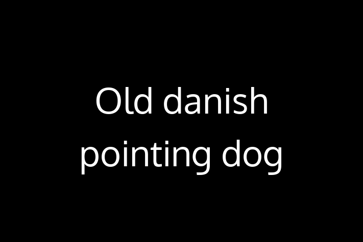 Old danish pointing dog Dog for Sale in Pembroke Pines