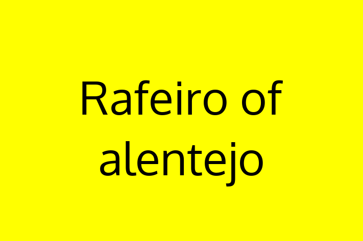 Adopt a Dog Today Rafeiro of alentejo in Overland Park