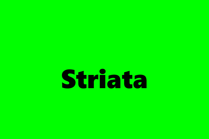 Software Firm Striata