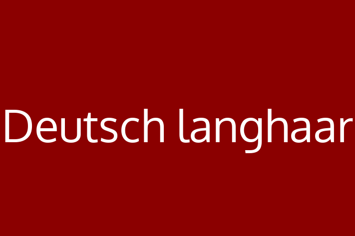 Find Your New Deutsch langhaar Dog in Abilene