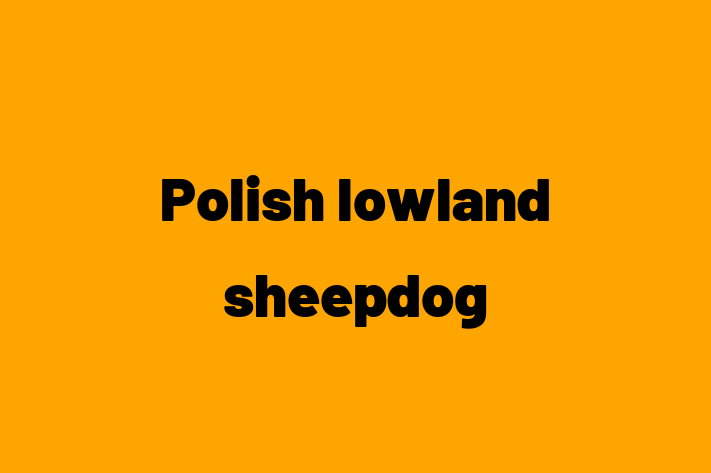 Polish lowland sheepdog Dog for Sale in Las Vegas