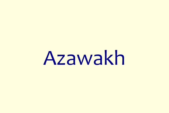 Dog Azawakh for Sale in Hialeah