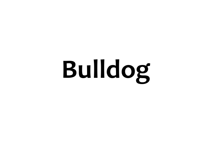 Bulldog Dog for Sale in Tacoma