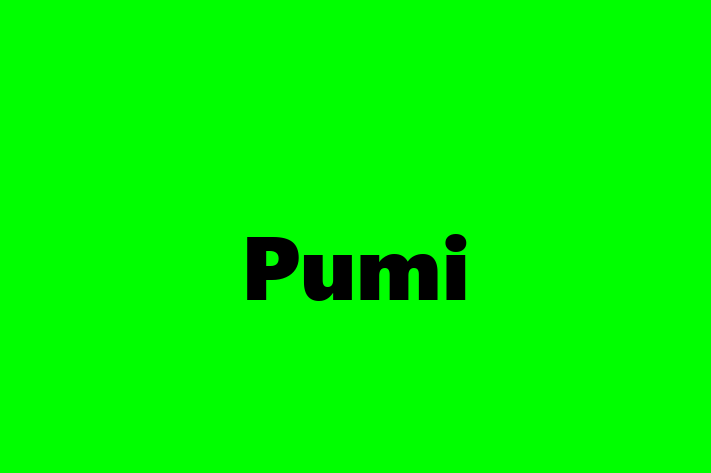 Pumi for Sale in Philadelphia