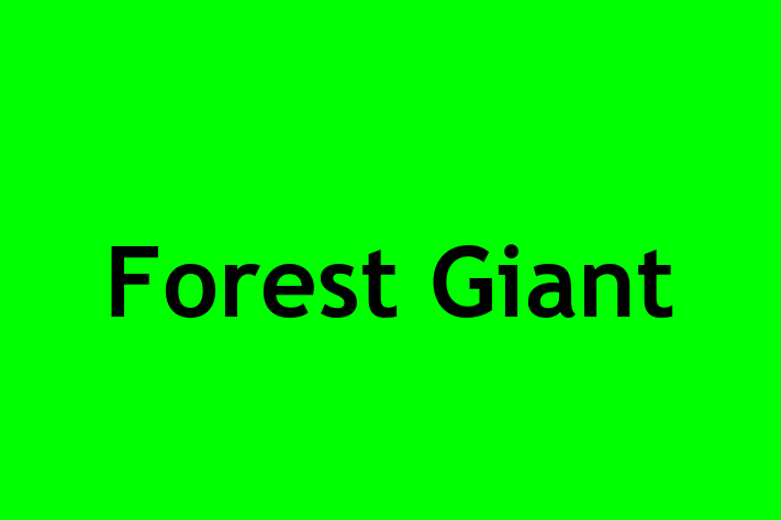 Software Firm Forest Giant