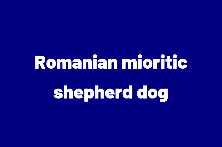 Romanian mioritic shepherd dog Dog for Sale in San Jose