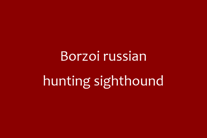 Charming Borzoi russian hunting sighthound Dog for Sale in Houston