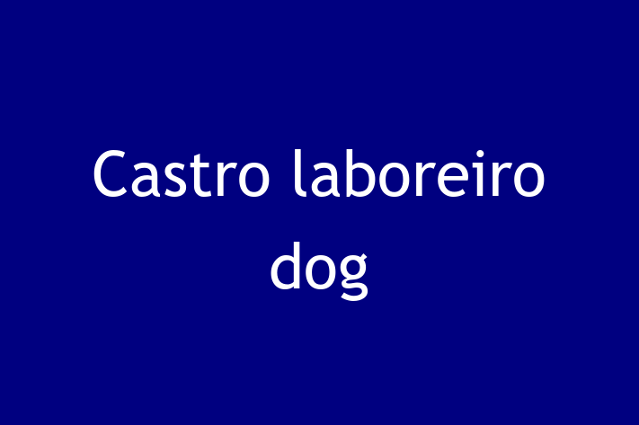 Find Your New Castro laboreiro dog Dog in El Paso