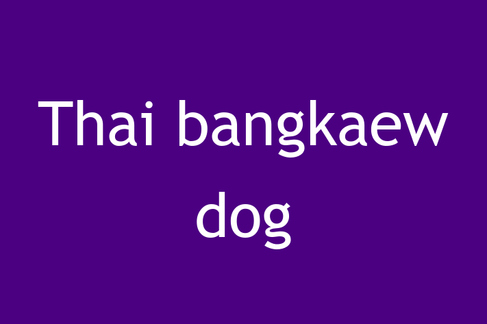 Meet Your New Thai bangkaew dog Dog in Topeka