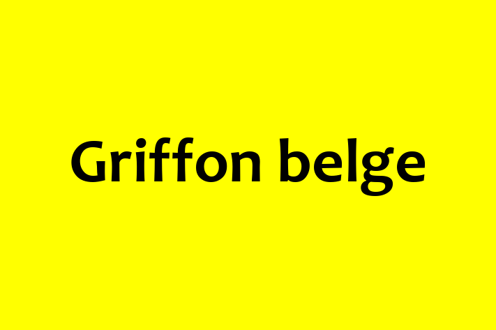 Griffon belge Dog for Adoption in Irving