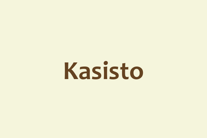 Software Development Company Kasisto