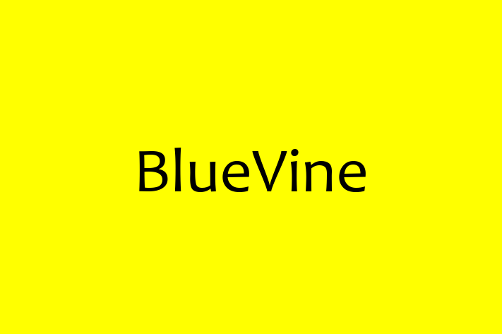 Software Development Company BlueVine