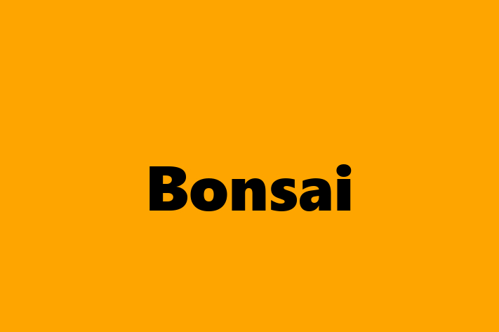 Software Consultancy Bonsai