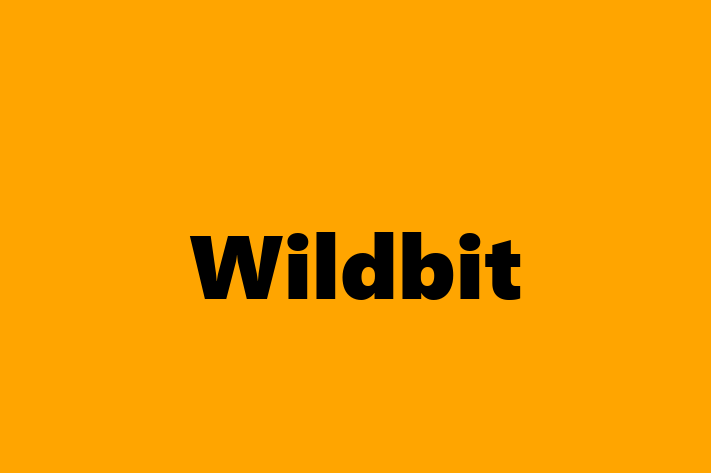 Software Engineering Company Wildbit