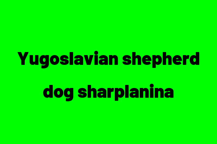 Yugoslavian shepherd dog sharplanina Dog in Mesquite