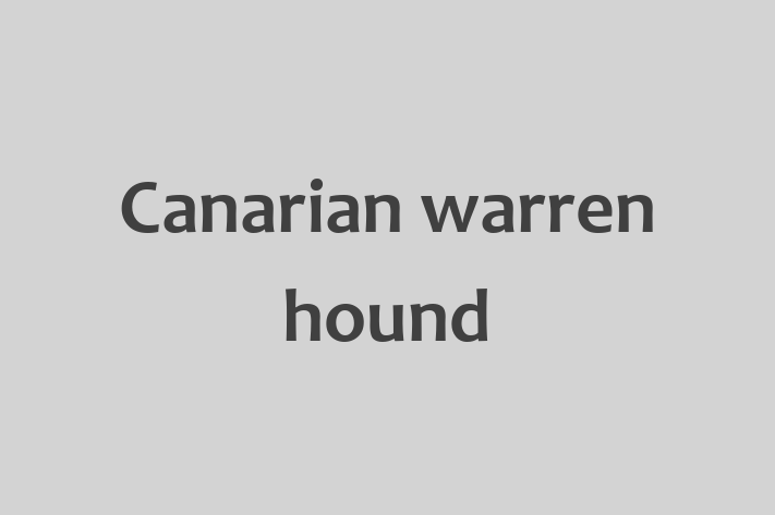 Canarian warren hound for Sale in Newark