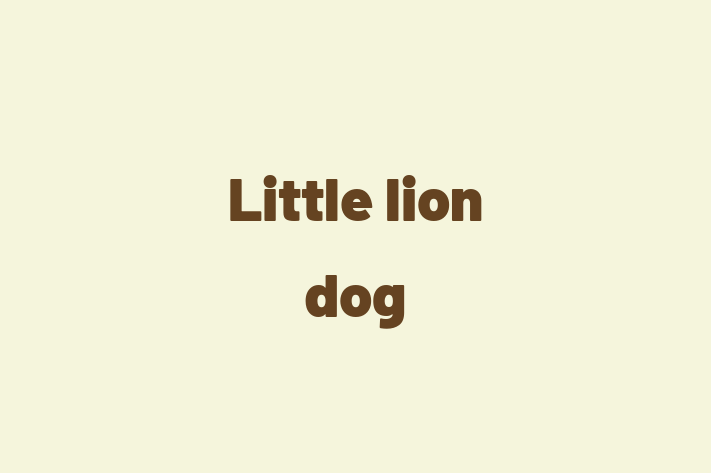 Adopt a Dog Little lion dog Available in Evansville