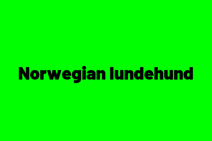 Find Your New Norwegian lundehund Dog in Independence