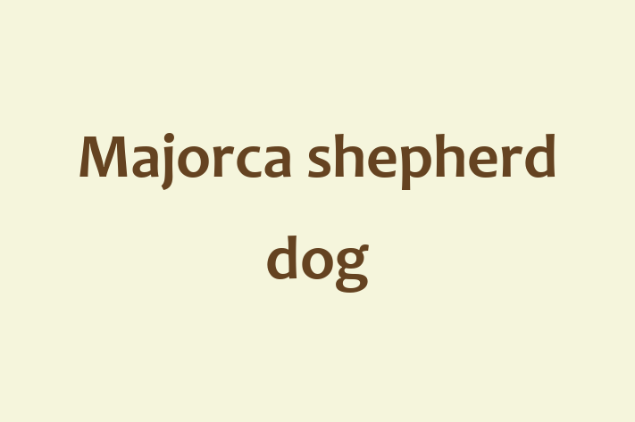 Charming Majorca shepherd dog Dog for Sale in West Jordan